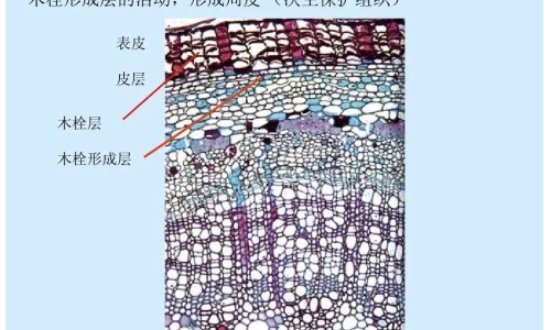 头孢拉定和头孢分散 区别是什么-头孢拉定和头孢分散 区别网—知名的头孢拉定和头孢分散 区别是什么网站,分享头孢拉定和头孢分散 区别大吗知识